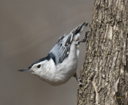 White breasted Nuthatch 0548